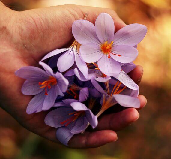 Hand with purple flower petals