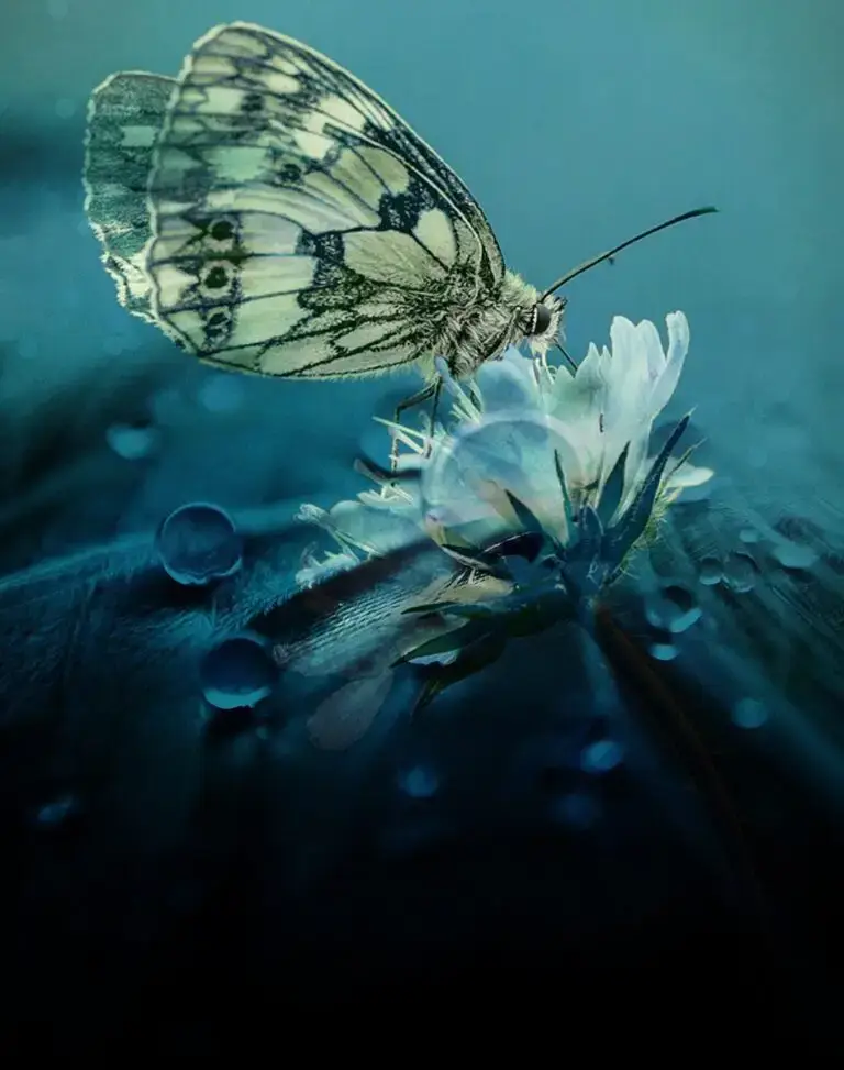 butterfly on flower in water