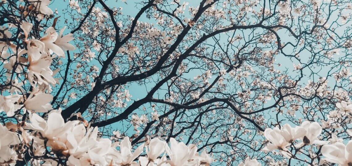 sakurah tree blossoms