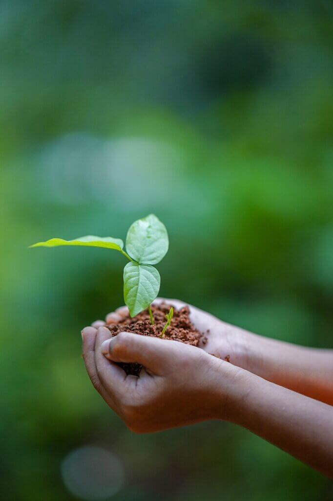 Gift of a small plants in hands