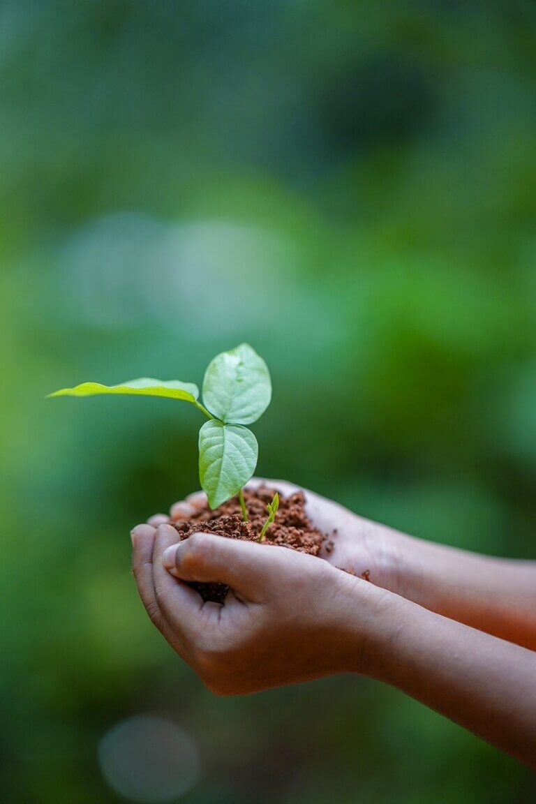 Gift of a small plants in hands