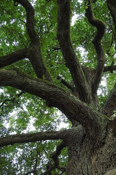 oak tree from below with sky in the background